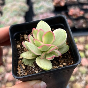 Rare Succulent - Crassula glow variegated