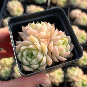 Rare Succulent - Echeveria White Maigan