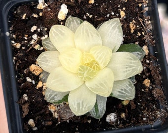 Rare Succulent - Haworthia variegated cooperi