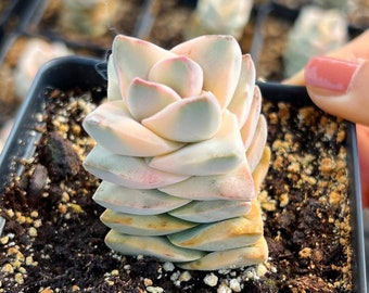 Suculenta rara - Crassula Moonglow Variegada