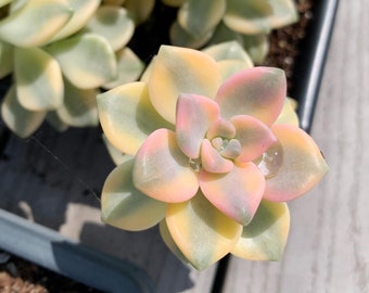 Rare Succulent - Graptopetalum Variegated Tituban