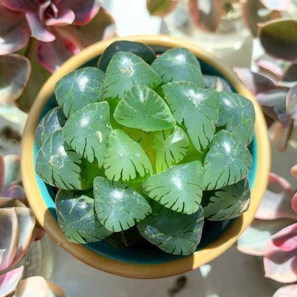 Rare Succulent - Haworthia obtusa cv. 'sky lantern' (stressed in dark color)