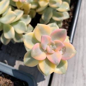 Rare Succulent - Graptopetalum Variegated Tituban