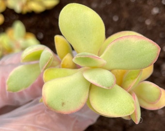 Rare Succulent - Crassula glow variegated cutting