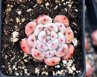 Rare Succulent - Echeveria Snow Zaragosa