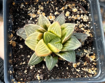 Rare Succulent - Haworthia Retusa Variegated