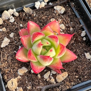 Rare Succulent - Echeveria Dream Queen