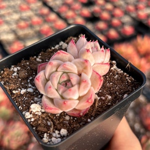 Rare Succulent - Echeveria Shih Tzu