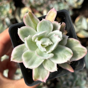 Rare Succulent-Echeveria Variegated Berkeley Light