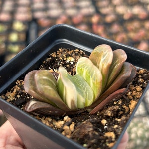 Rare Succulent - Haworthia Truncata variegated