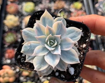 Rare Succulent - Echeveria Subsessilis variegated 2'' cutting
