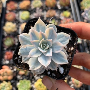 Rare Succulent - Echeveria Subsessilis variegated 2&#39;&#39; cutting