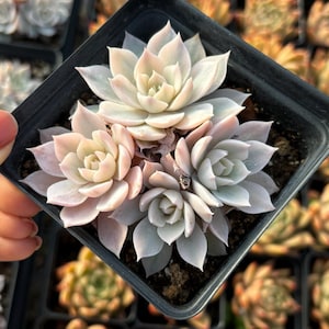 Rare Succulent - Echeveria Subsessilis variegated cluster