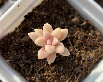 Rare Succulent - Graptopetalum Mirinae cutting (single head cutting)