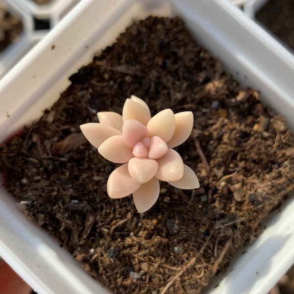 Rare Succulent - Graptopetalum Mirinae cutting (single head cutting)