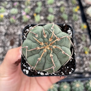 Rare Succulent - Gymnocalycium riojense