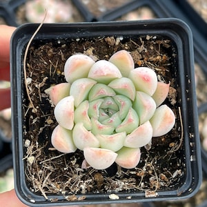 Rare Succulent - Echeveria Crystal Pop