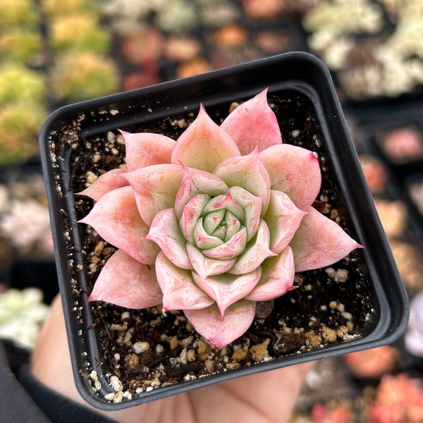 Rare Succulent - Echeveria Rose Queen