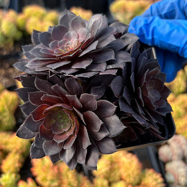 Rare Succulent - Aeonium black cluster