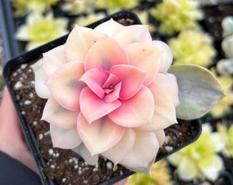 Rare Succulent - Echeveria Rainbow