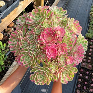 Rare Succulent - Aeonium Pink Witch Massive Bouquet (1)