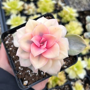 Rare Succulent - Echeveria Rainbow