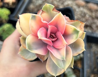 Rare Succulent - Echeveria Rainbow with sunburned leaves