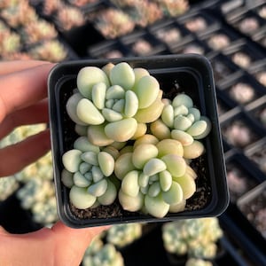 Rare Succulent - Graptosedum bubble candy