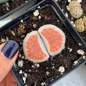 May include: A close-up of a small, round, brown and white succulent plant with a split in the middle. The plant is in a small black pot and is surrounded by soil.
