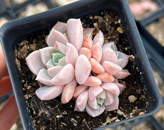 Rare Succulent - Echeveria ssp. "Pink Spot"