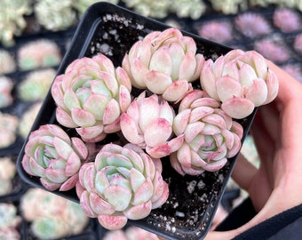 Rare Succulent - Echeveria Strawberry ice cluster