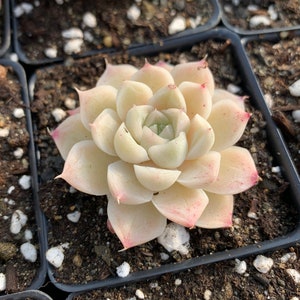 Rare Succulent Echeveria Elegans sp. White Queen mini succulent image 1