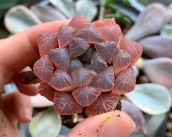 Rare Succulent - Haworthia Obtusa pink/purple