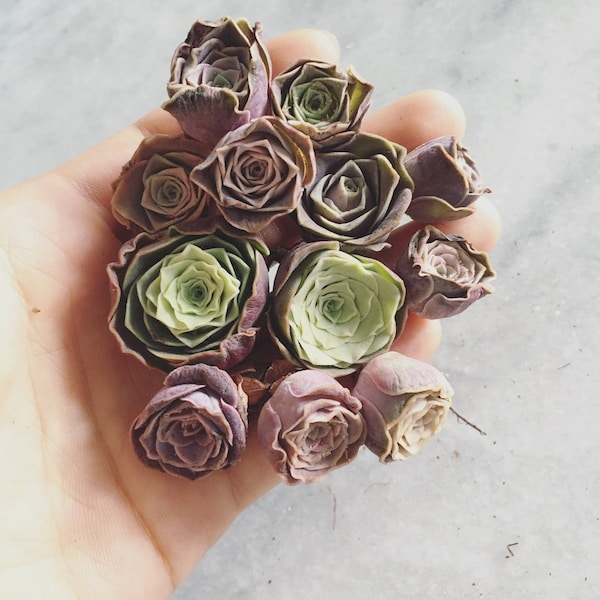 Suculenta rara - Aeonium, rosa y verde seleccionada al azar, Greenovia, rosa de montaña