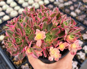 Rare Succulent - Aeonium Cream Tea/Sweet Tea