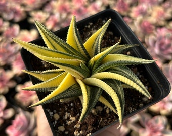 Rare Succulent - Haworthia limifolia variegata