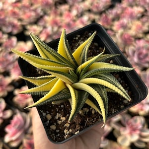 Rare Succulent - Haworthia limifolia variegata