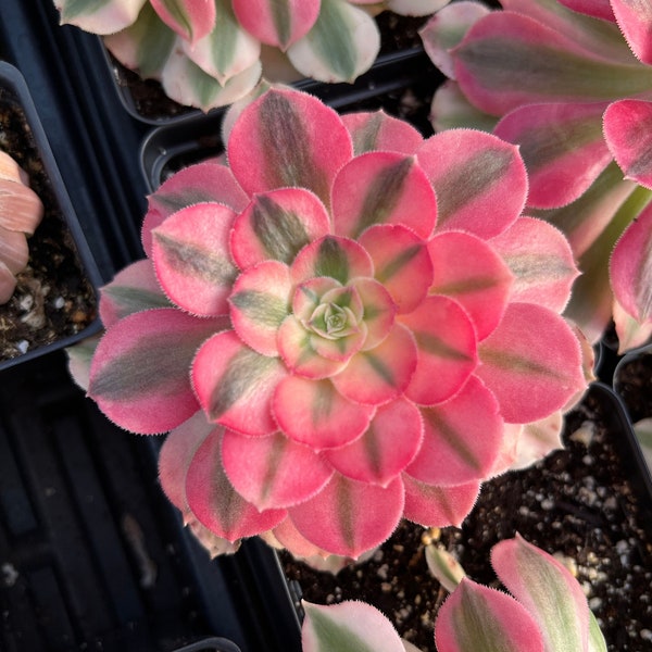 Rare Succulent - Aeonium Pink Witch single head