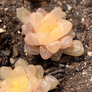 Rare Succulent - Haworthia Obtuse cv. 'Amber’