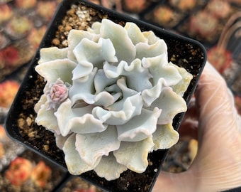 Rare Succulent - Echeveria 'Crispate Beauty'