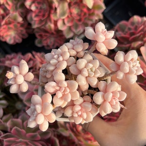 Rare Succulent - Graptopetalum Mendoza small cluster cutting