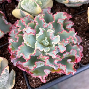 Rare Succulent - Echeveria Aquarius frills