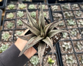 Rare Succulent - Haworthia whirling