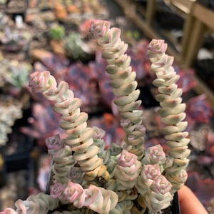 Rare Succulent - Crassula perforata variegated