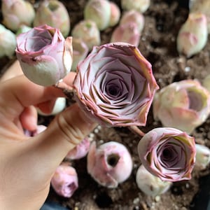 Rare Pink Mountain Rose Succulent: Aeonium Aurea Cluster
