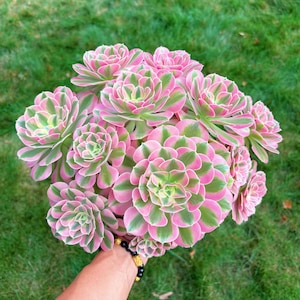 Rare Succulent - Aeonium Bonsai Pink Witch Cluster (4)