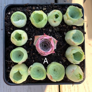 Rare Succulent - Pink and Green Greenovia Mountain Rose combo