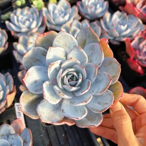 Rare Echeveria 'White Lotus' Succulent – Live Collector Plant image 1