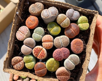 Rare Succulent - Lithops sp