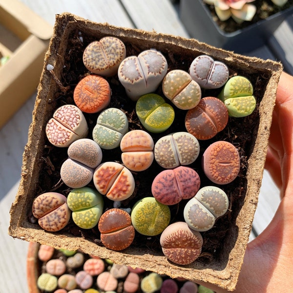 Suculenta rara - Lithops sp
